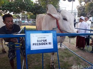 Sapi Jokowi Seberat 1 Ton Disambut Warga Surabaya