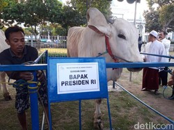 Sapi Kurban Jokowi Diminumi Jamu, Pakar Sapi: Tak Masuk Akal!