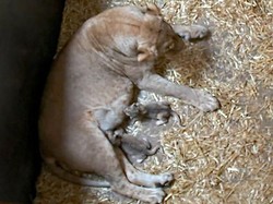 Singa di Kebun Binatang Jerman Makan 2 Anaknya yang Baru Dilahirkan