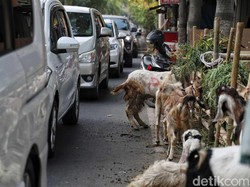 40 Hewan Kurban di Bekasi Tak Layak Potong, Kondisinya Patah Kaki-Luka