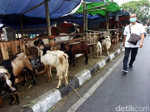 Terbentur Ingub, Pedagang Hewan Kurban Tetap Gelar Lapak di Trotoar