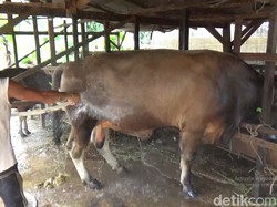 Sapi Kurban Jokowi di Jambi Berbobot 850 Kg, Mandi dan Minum Jamu Tiap Hari