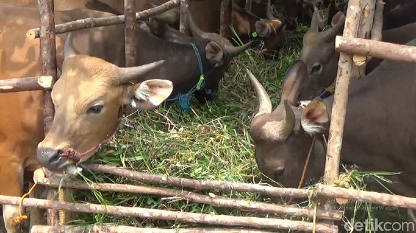 Daging Dari Sapi Yang Minum Jamu Aman Nggak Dikonsumsi Manusia