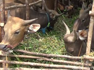 Daging dari Sapi yang Minum Jamu, Aman Nggak Dikonsumsi Manusia?