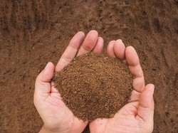 Bungkil Kelapa Sawit Diekspor ke Vietnam, Kementan Cek Kesehatannya