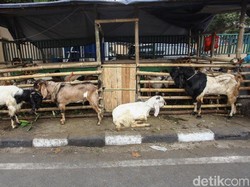 Pedagang Hewan Kurban di Johar Baru Jakpus Ditegur karena Jualan di Trotoar