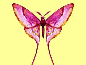 Pilih Kupu-kupu yang Menurut Kamu Paling Indah untuk Ungkap Kepribadianmu Pilih Kupu-kupu yang Menurut Kamu Paling Indah untuk Ungkap Kepribadianmu