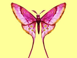 Pilih Kupu-kupu yang Menurut Kamu Paling Indah untuk Ungkap Kepribadianmu