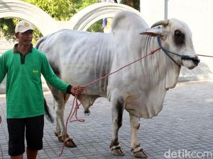 Jokowi Sumbang 2 Sapi Kurban di Yogyakarta