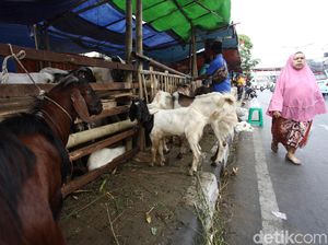 Anies Beri Diskresi ke Pemkot untuk Atur Pedagang Hewan Kurban di Trotoar