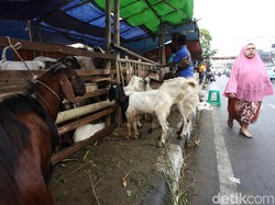 Anies Beri Diskresi ke Pemkot untuk Atur Pedagang Hewan Kurban di Trotoar