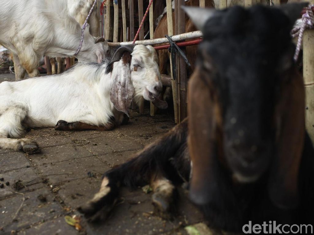 Torpedo Kambing untuk Gairah Seks, Antara Mitos dan Serunya Berebut Torpedo Kambing untuk Gairah Seks, Antara Mitos dan Serunya Berebut