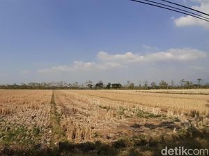 Siapkan Rp 7 Triliun, UEA Mau Garap Lahan Pertanian di Kalteng