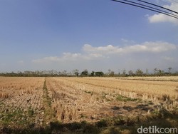 Siapkan Rp 7 Triliun, UEA Mau Garap Lahan Pertanian di Kalteng