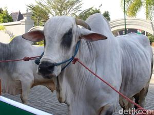 Sapi Kurban Minum Jamu Telur Ayam, Pakar Sapi Lebih Sarankan Jamu Ini