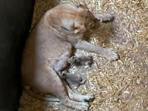 Hiks! Induk Singa Ini Makan Dua Bayinya