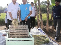 Dapat Benih dari Badan Tenaga Nuklir, Petani di Semarang Panen Besar