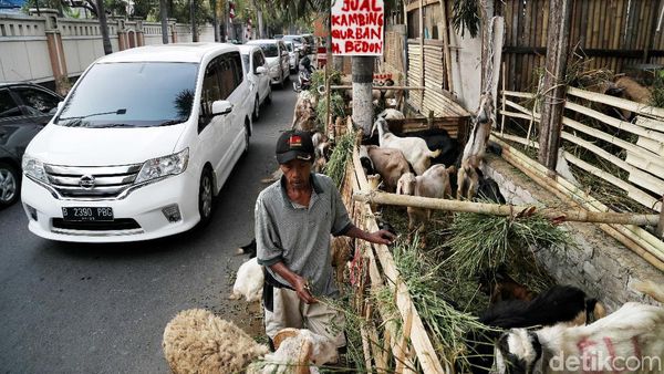 Duh! Trotoar Sunter Dijajah Hewan Kurban Jelang Idul Adha