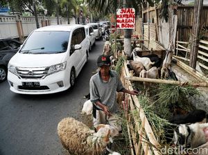Duh! Trotoar Sunter Dijajah Hewan Kurban Jelang Idul Adha