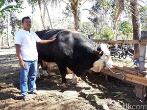 Sapi Sumbangan Jokowi akan Disembelih di Gunungkidul Sapi Sumbangan Jokowi akan Disembelih di Gunungkidul