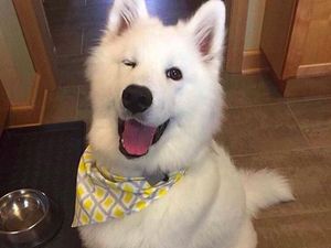 Liburan ke Singapura, Bisa Sewa Anjing Lucu