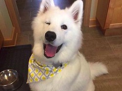 Liburan ke Singapura, Bisa Sewa Anjing Lucu