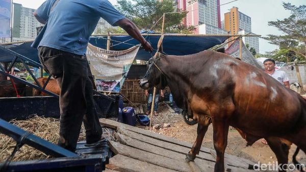 Jelang Idul Adha, Pedagang Sibuk Kirim Hewan Kurban