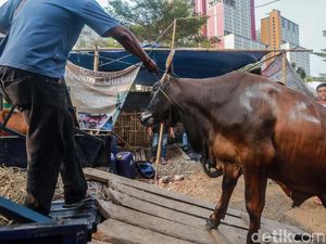 Jelang Idul Adha, Pedagang Sibuk Kirim Hewan Kurban