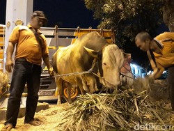Begini Perawatan Sapi Kurban Jokowi Seberat 1,4 Ton