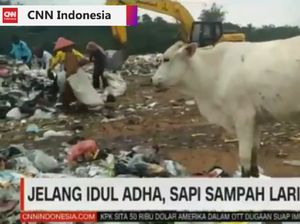 Laris-Manis Sapi Sampah dan Bahaya yang Mengintai Laris-Manis Sapi Sampah dan Bahaya yang Mengintai