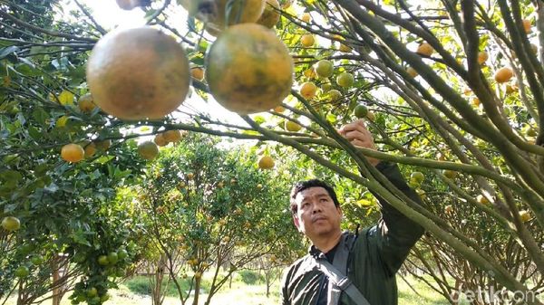Foto: Yang Asyik di Garut, Wisata Petik Jeruk