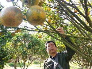 Foto: Yang Asyik di Garut, Wisata Petik Jeruk
