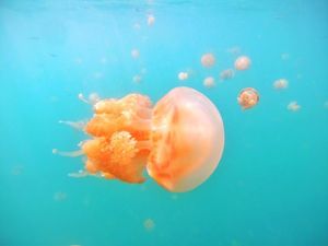 Asyiknya Bermain Bersama Ribuan Ubur-Ubur Ala Spongebob