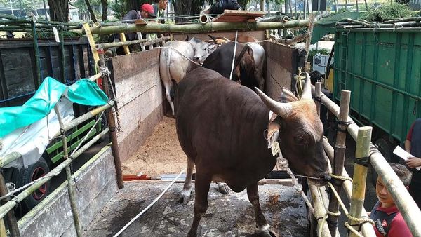 Aksi Tebar Hewan Kurban ke 228 Titik