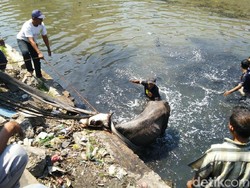 Byur! Diduga Kaget, Sapi Kurban di Semarang Nyemplung ke Kali