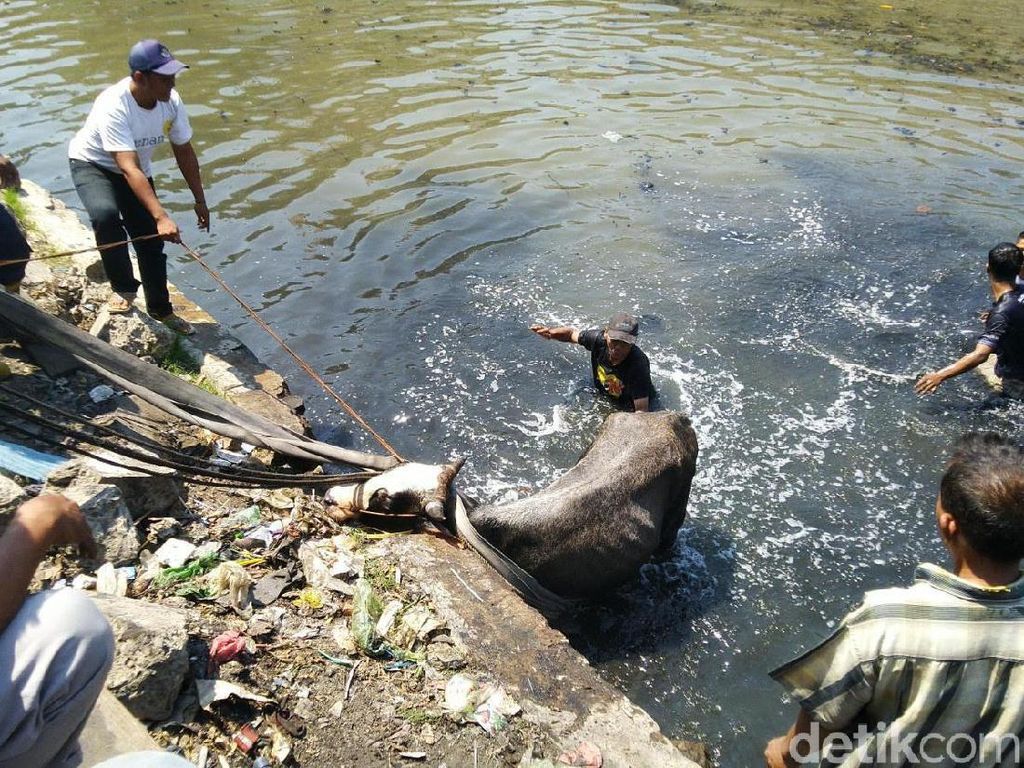Byur! Diduga Kaget, Sapi Kurban di Semarang Nyemplung ke Kali Byur! Diduga Kaget, Sapi Kurban di Semarang Nyemplung ke Kali