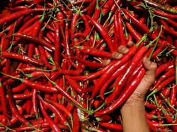 Harga Sembako Jatim 21 Mei 2025, Cabai Besar dan Ayam Kampung Turun