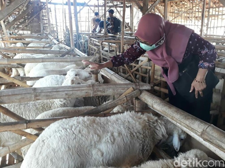 Disnak Situbondo Temukan Banyak Domba Kurban yang Sakit Mata