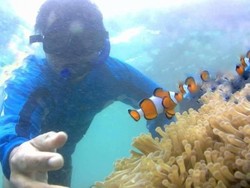 Bermain Dengan Ikan Badut di Pulau Tikus