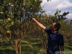 Akhir Pekan di Garut, Ada Wisata Petik Jeruk