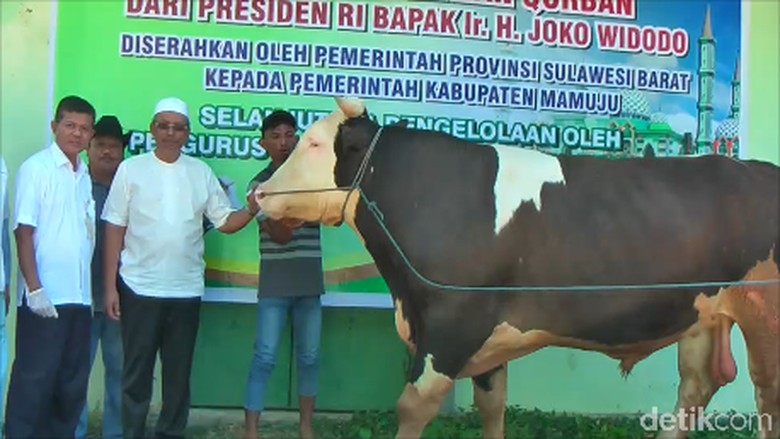 Tiba di Mamuju, Sapi Kurban Jokowi Langsung Diperiksa Intensif