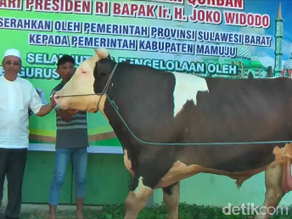 Tiba di Mamuju, Sapi Kurban Jokowi Langsung Diperiksa Intensif Tiba di Mamuju, Sapi Kurban Jokowi Langsung Diperiksa Intensif