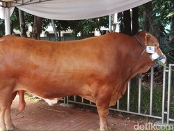 Jokowi Kurban Sapi Limosin 1,7 Ton di Masjid Istiqlal