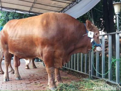 Penampakan Sapi Limosin Jokowi di Masjid Istiqlal