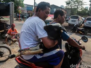 Wow! Kambing Naik Motor dan Bajaj