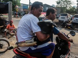 Kambing Lagi Naik Kelas, Jadi Penumpang Motor dan Bajaj