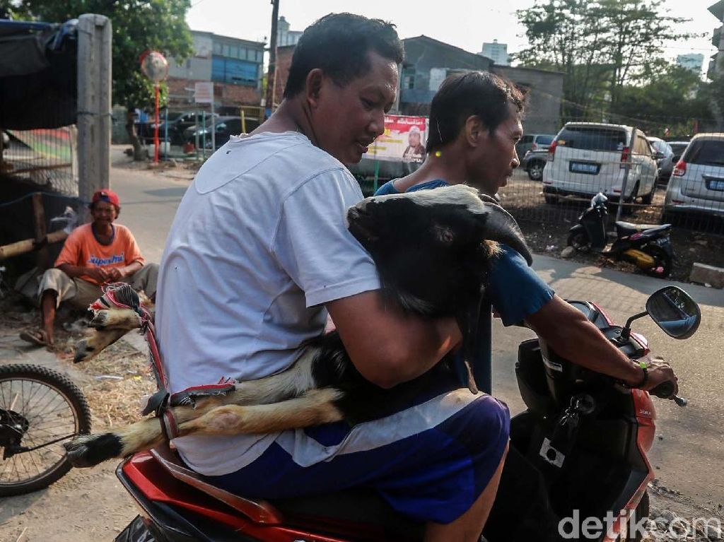 Kambing Lagi Naik Kelas, Jadi Penumpang Motor dan Bajaj Kambing Lagi Naik Kelas, Jadi Penumpang Motor dan Bajaj