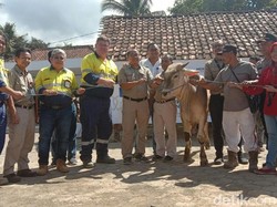 68 Hewan Kurban Disalurkan ke Warga Sekitar Gunung Tumpangpitu