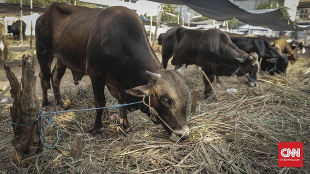 Keluhan Pedagang Kurban: Ditolak Trotoar, Dicekik Sewa Lapak