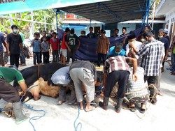Tata Cara Berkurban yang Baik dan Benar Sesuai Syariat Islam